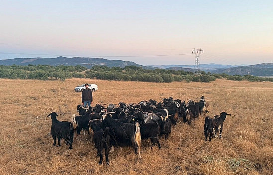 Elazığ'da 30 keçi dronla bulundu