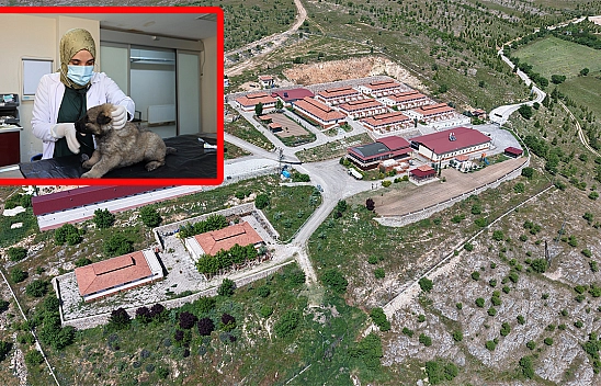 Elazığ'da 9 yılda 15 bin 368 sokak hayvanına şifa oldular