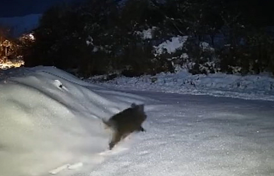 Elazığ'da aç kalan domuz sürüsü köye indi