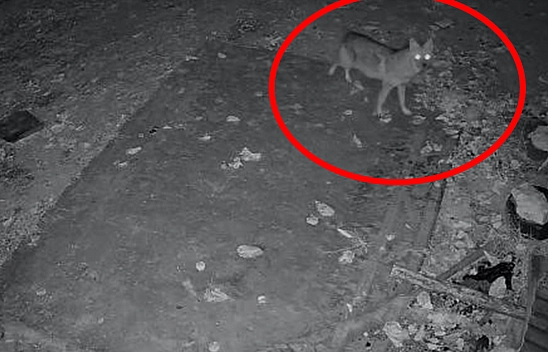 Elazığ'da aç kalan çakal köye indi