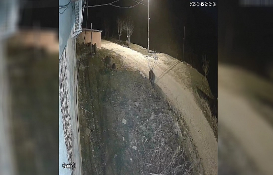 Elazığ'da aç kalan domuz sürüsü köye indi