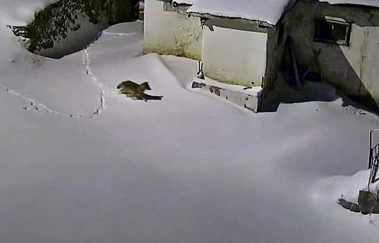 Elazığ'da aç kalan kurt evin etrafında görüntülendi