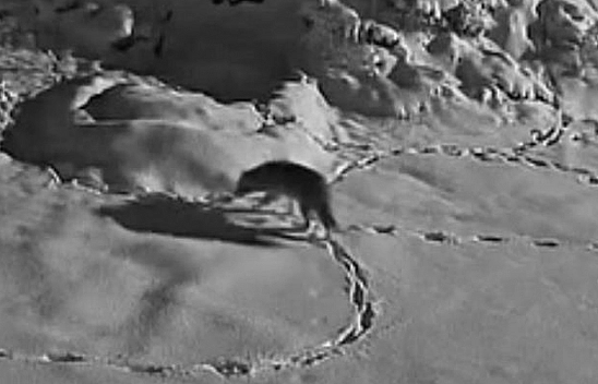 Elazığ'da aç kalan kurt mezraya indi