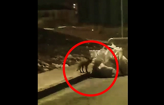 Elazığ'da aç kalan şehre iniyor