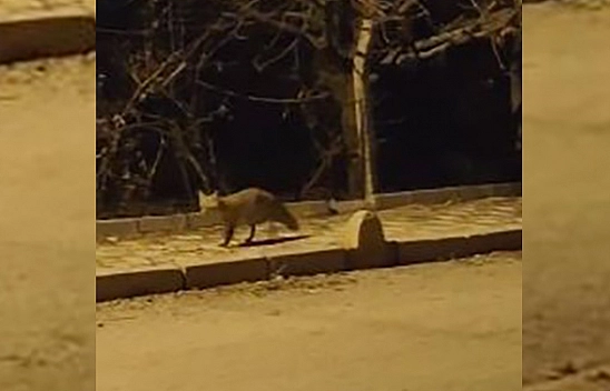 Elazığ'da aç kalan şehre inmeye devam ediyor