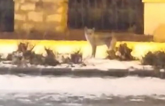 Elazığ'da aç kalan tilki şehre indi
