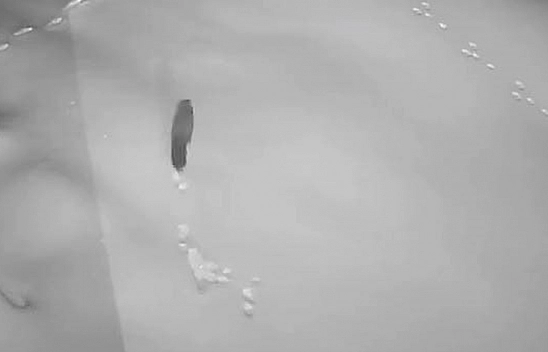 Elazığ'da Aç kalan tilki, tavşan ve sansarlar köylere indi