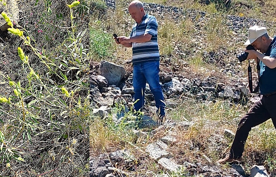 Elazığ'da ada çayı izleme çalışması yapıldı