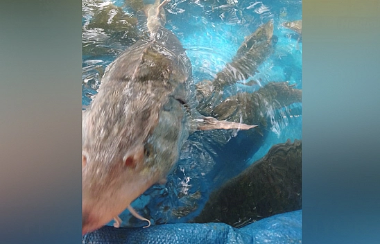 Elazığ'da ağa takılan balığın fiyatı dudak uçuklatıyor