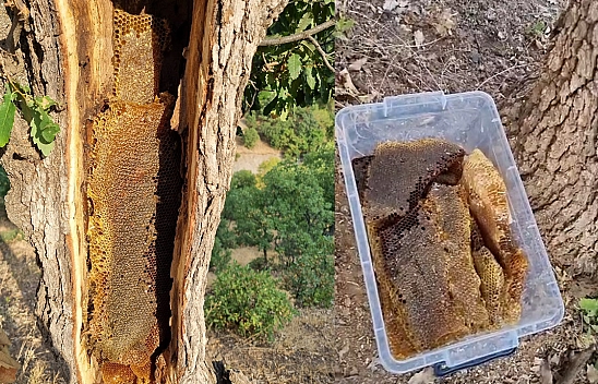 Elazığ'da ağaç gövdesinden kilolarca bal çıktı