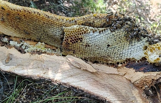 Elazığ'da ağaç kovuğundan kilo kilo bal çıktı