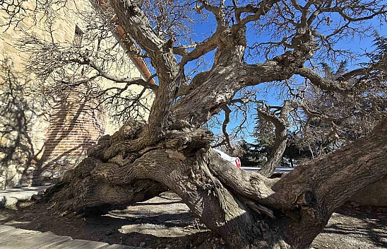 Elazığ'da ağaçlar bile secde ediyor!