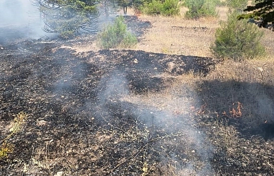Elazığ'da ağaçlık alanda örtü yangını