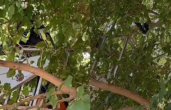 Elazığ'da Ağaçta Asılı Kalan Kargayı İtfaiye Kurtardı