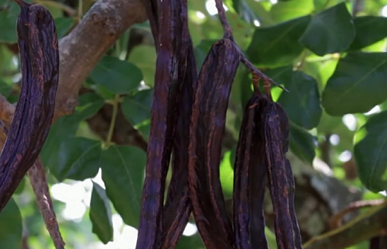 Elazığ'da aktarlarda sürekli soruluyor: Talep patlaması yaşıyor!