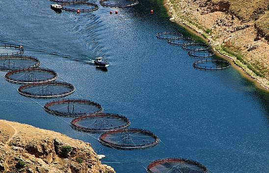 Elazığ'da alabalık ve tavuk eti ihracatı 2025'te rekor kırdı