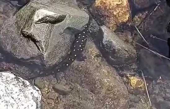 Elazığ'da Anadolu benekli semenderi görüntülendi