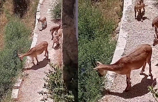 Elazığ'da anne ve yavru dağ keçileri yiyecek ararken görüntülendi