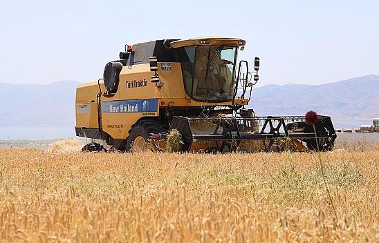 Elazığ'da arpa hasadı başladı ama çiftçi memnun değil