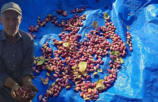 Elazığ'da artık o ürün de yetişiyor: üreticisinden tüyolar