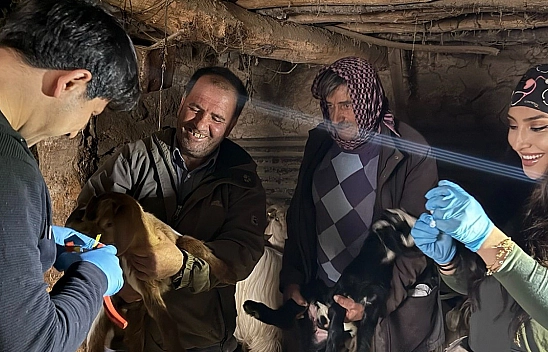 Elazığ'da aşılama ve küpeleme çalışmaları sürüyor