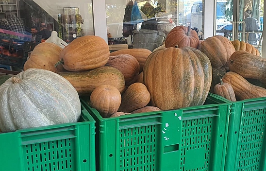 Elazığ'da ata tohumundan dev kabaklar