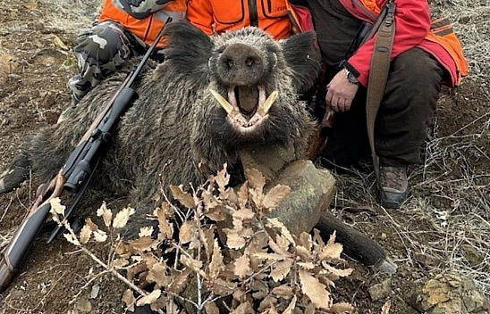 Elazığ'da av turizmi: Yabancı avcılar 250 kilo ağırlığında yaban domuzu avladı