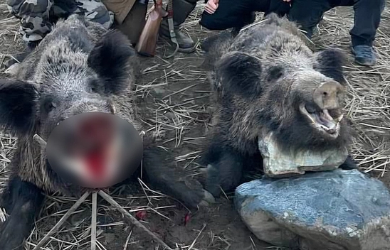 Elazığ'da avcılar 200 kiloluk 2 domuz avladı