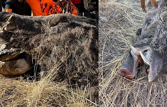 Elazığ'da avcılar 250 kiloluk domuz avladı