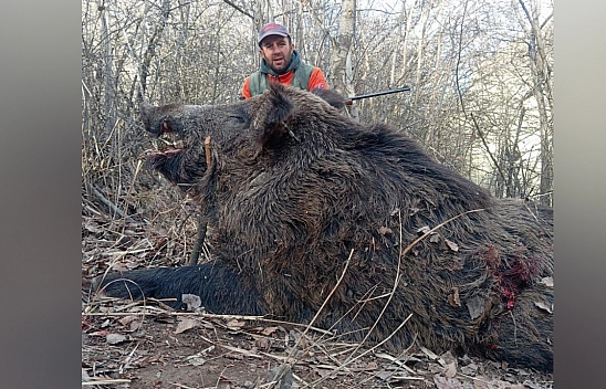Elazığ'da avlandı, görenler aslan sandı