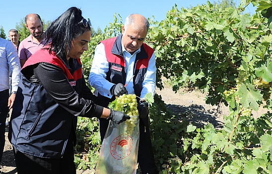 Elazığ'da bağlarda EKÜY çalışmaları sürüyor: 1.400 dekar alan denetim altında
