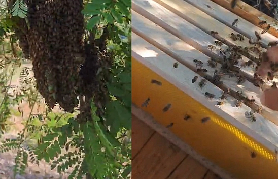 Elazığ'da Bal Arılarını Elleriyle Topladı