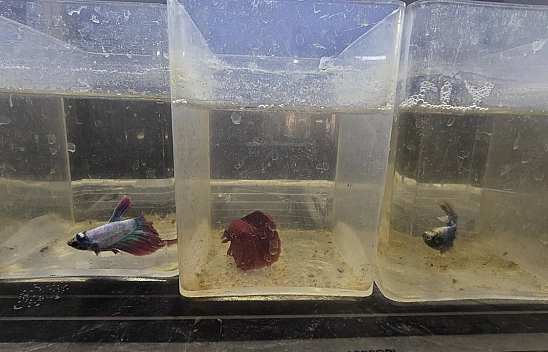 Elazığ'da balıkları, kavga ettikleri için ayırdılar