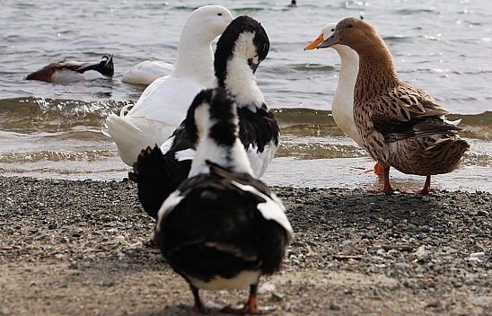 Elazığ'da baraj gölü zengin Fauna çeşitliği ile dikkat çekiyor