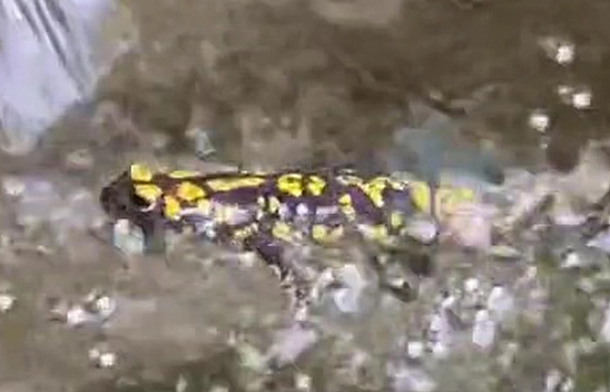 Elazığ'da benekli semender görüntülendi