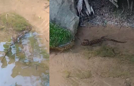 Elazığ'da benekli semender görüntülendi