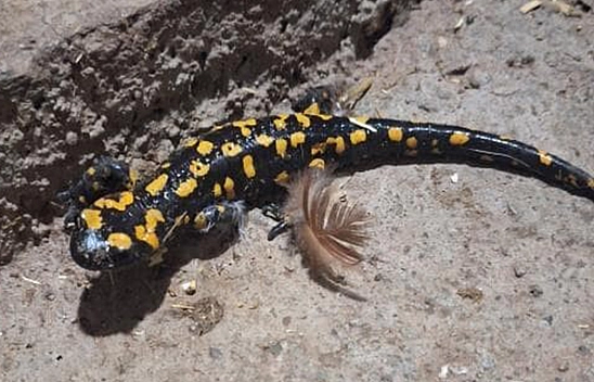 Elazığ'da benekli semender görüldü