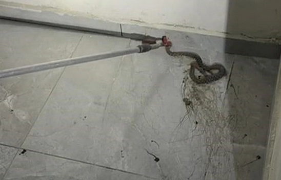 Elazığ'da bir apartmanda görülen yılan, paniğe yol açtı