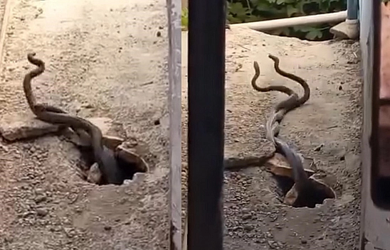 Elazığ'da bir evden çıkan iki yılan korku yarattı