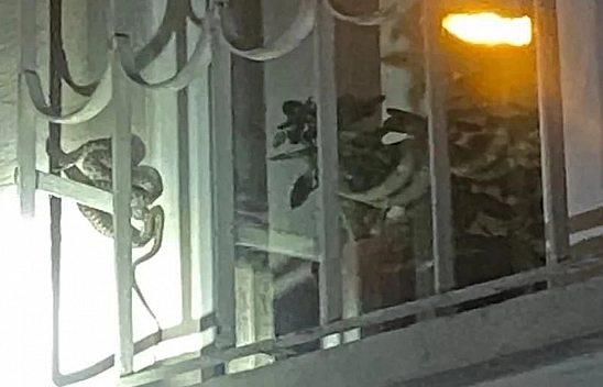 Elazığ'da Bir Evin Cam Korkuluklarına Kenetlenen Yılan Korkuttu