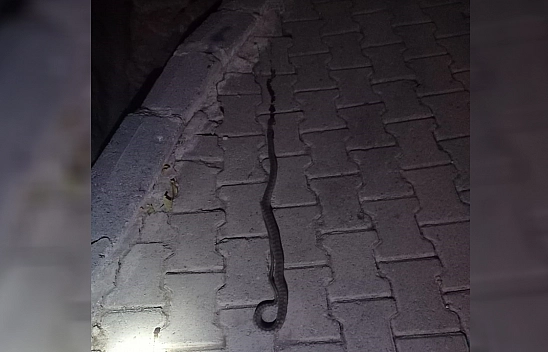 Elazığ'da Bir Evin Lavabosuna Giren 2 Metrelik Yılan Korkuttu