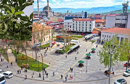 Elazığ'da Bir Garip Olay Bu Ağaç Hem Meyve Veriyor Hem Çiçek Açıyor
