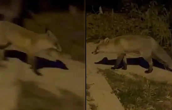 Elazığ'da Bir Tilki Şehir Merkezine İndi