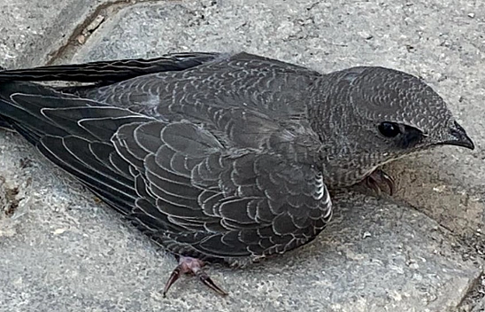 Elazığ'da bir vatandaş Ebabil kuşunu koruma altına aldı