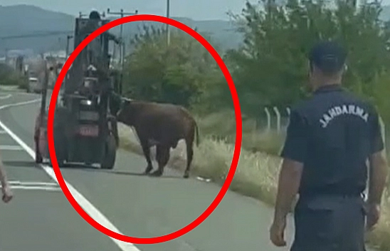 Elazığ'da boğa trafiği karıştırdı: Jandarma peşine düştü