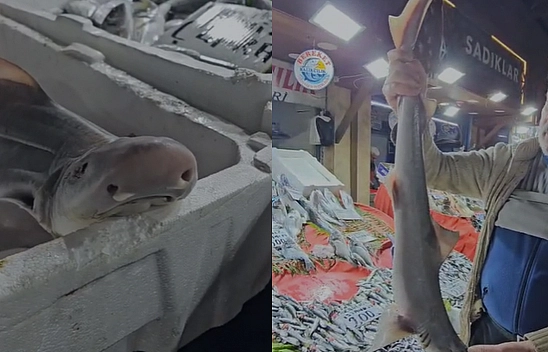 Elazığ'da bu balık ilgi odağı oldu!