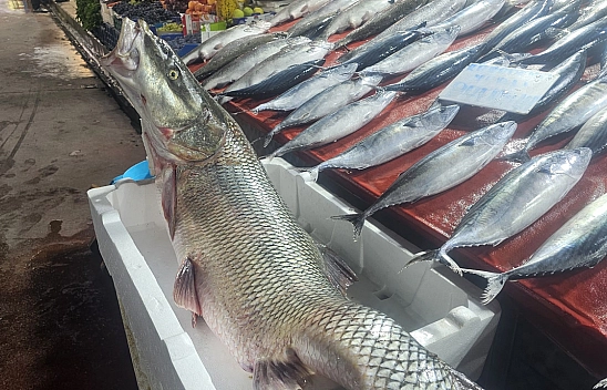 Elazığ'da bu balık ilgi odağı oldu