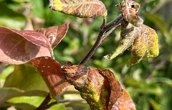 Elazığ'da bu hastalık için uyarı yapıldı! Acil önlem alınmalı
