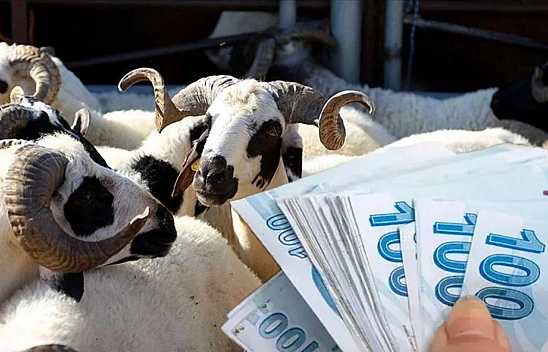 Elazığ'da bu hata 668 bin TL'ye mal olabilir: Kurban keserken bu hataları yapan yandı!