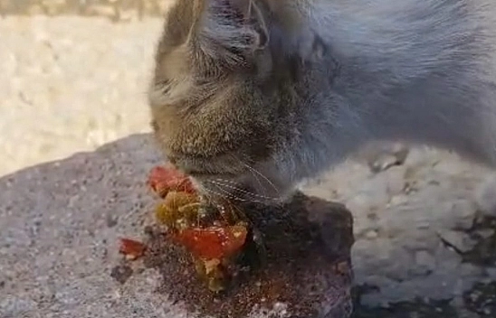 Elazığ'da bu kedi menemene hayır diyemedi